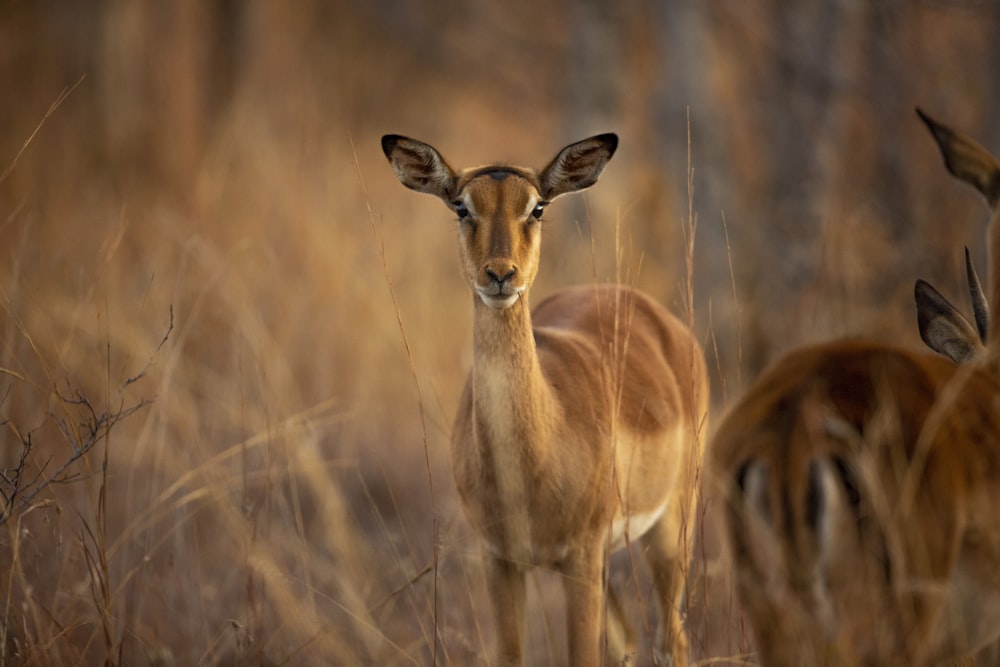 Cerf brun sur le champ d’herbe brune pendant la journée