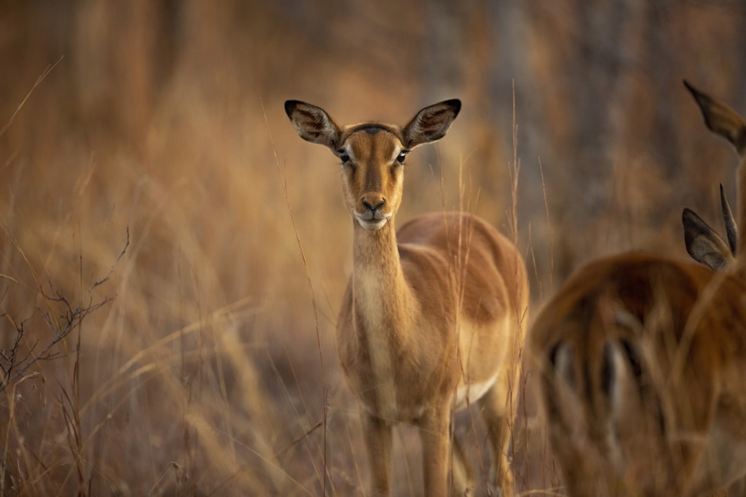 Ugandan Locals Lead Charge to Save Nation's Treasured Wildlife - Co… — Ugandan Locals Lead Charge…, photo 3