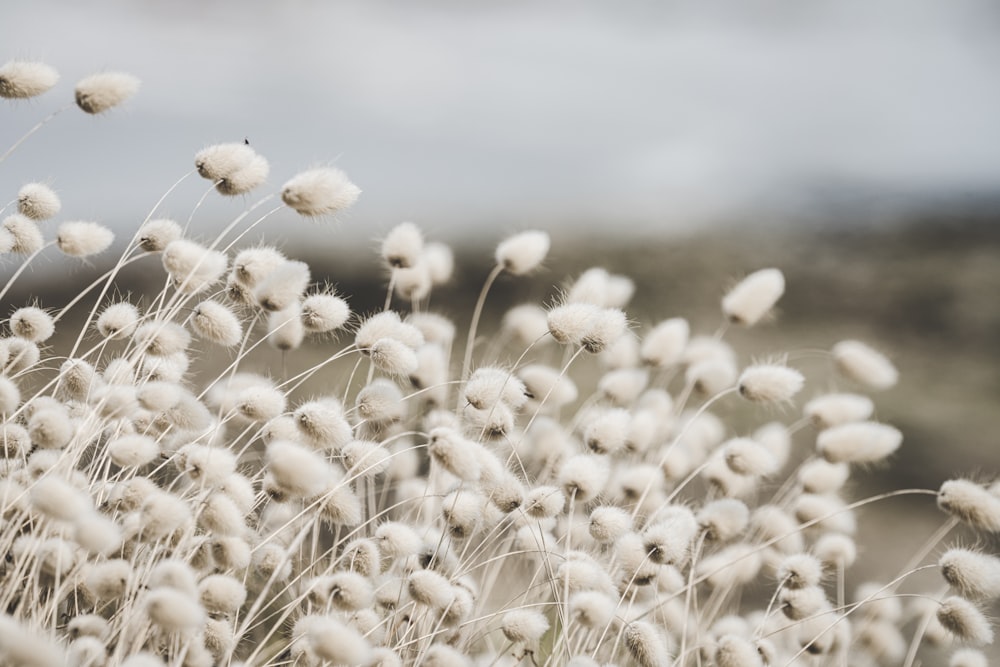 a close up of a bunch of white flowers