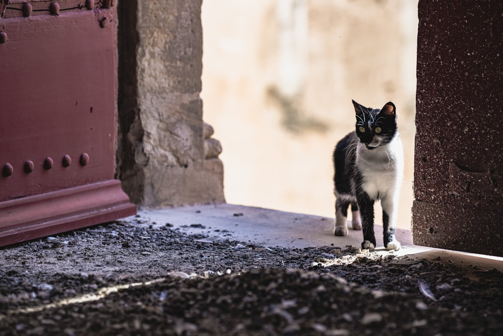a black and white cat standing in a doorway