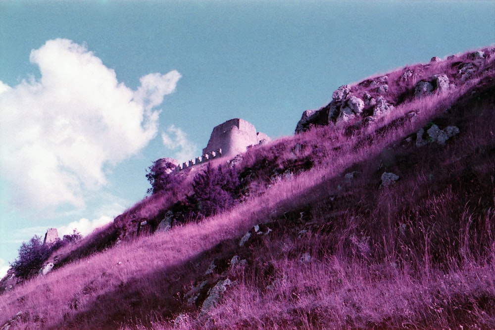 a hill covered in purple grass under a blue sky