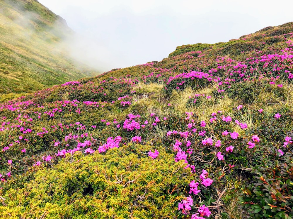 purple flower field near mountain during daytime