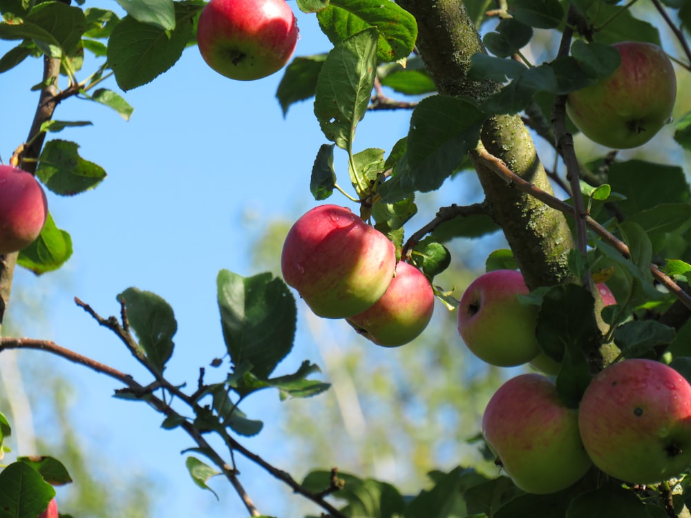 red and green apple fruit