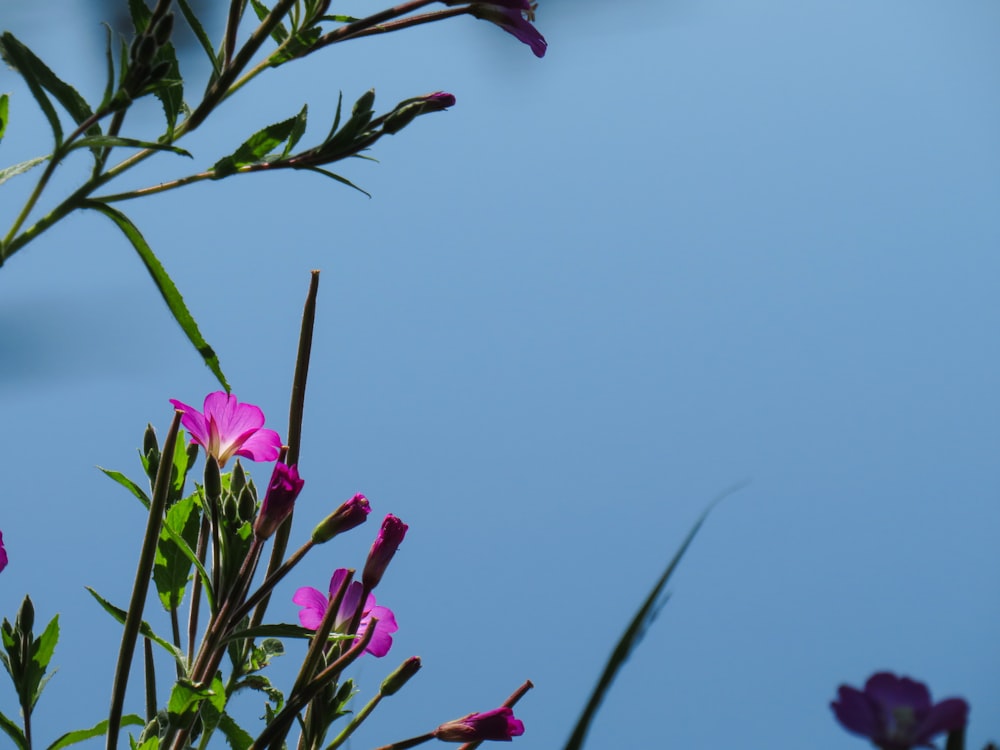 purple flower with green leaves