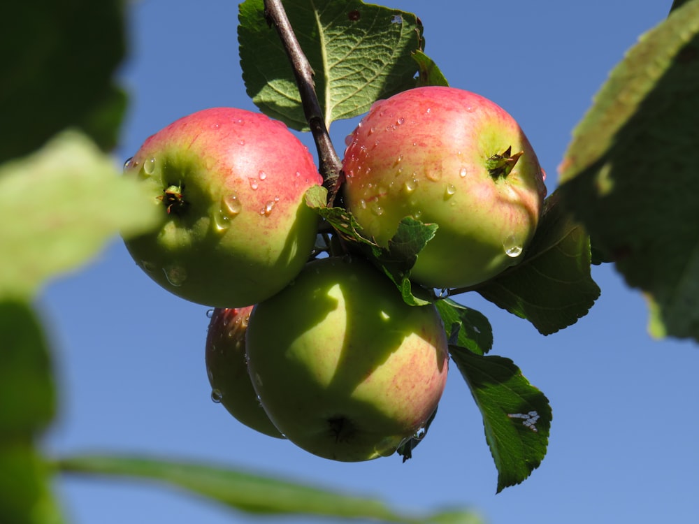 Manzana roja y verde