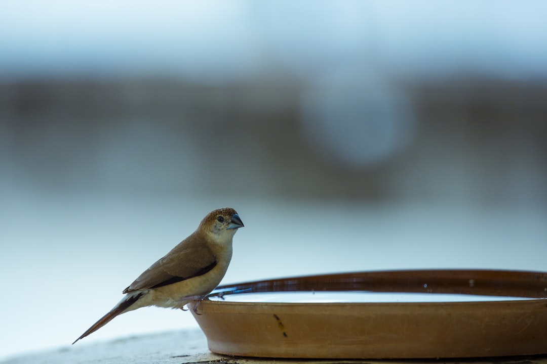 brown bird on brown wooden table