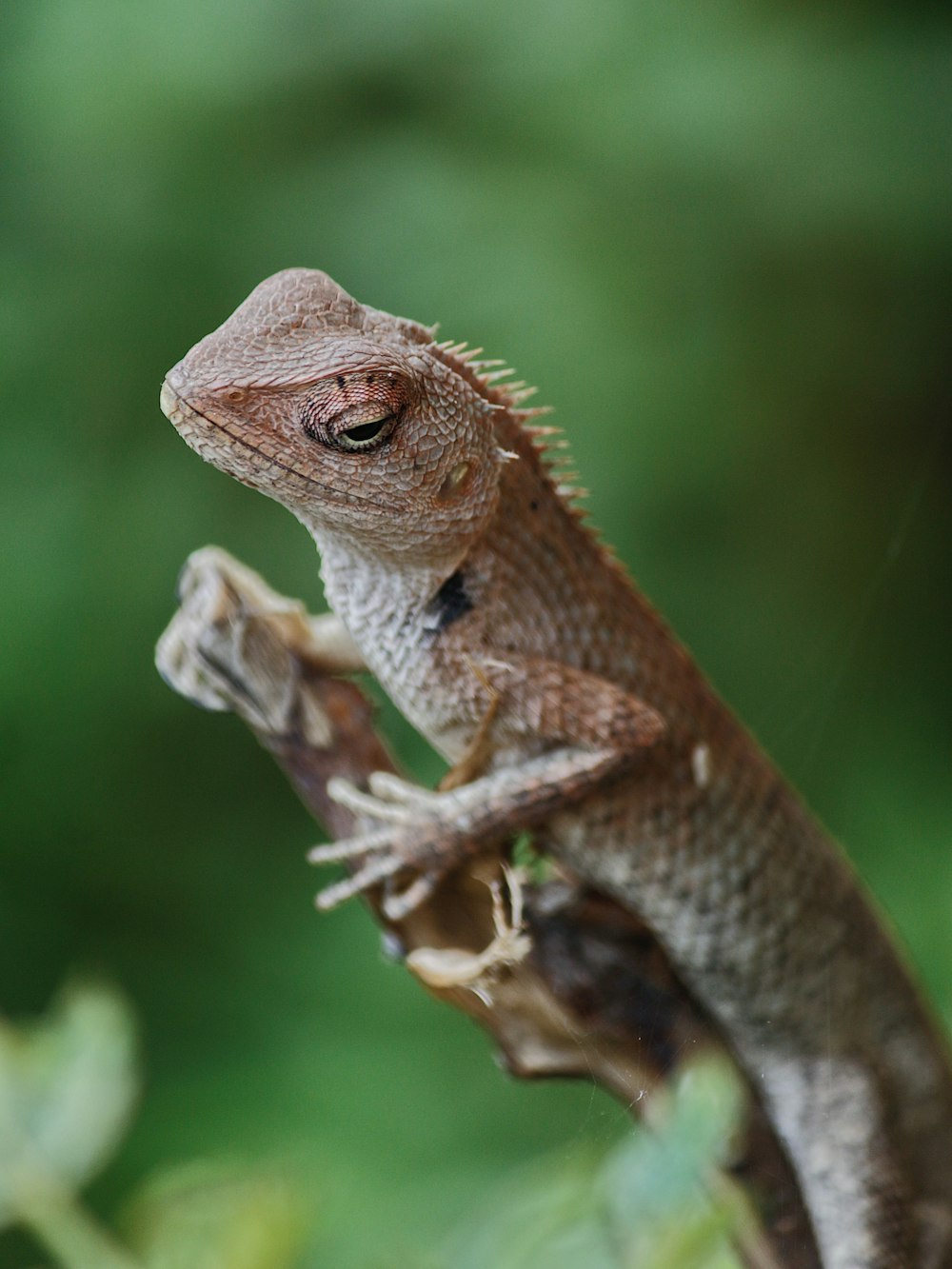 a close up of a lizard on a branch