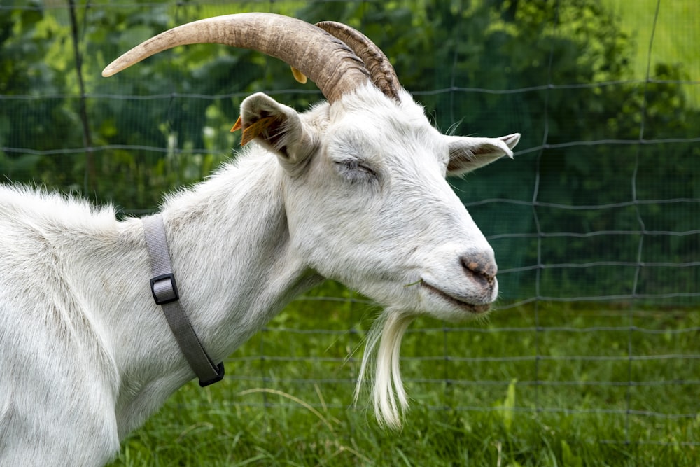 white sheep on green grass field during daytime