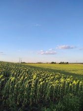 Close-up of a farmer examining crops in a field under a clear blue sky.