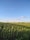 Photo of a woman farmer inspecting healthy green crops in a field under a clear sky.