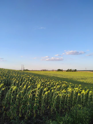 Wide shot of lush green organic farm fields under a clear sky.