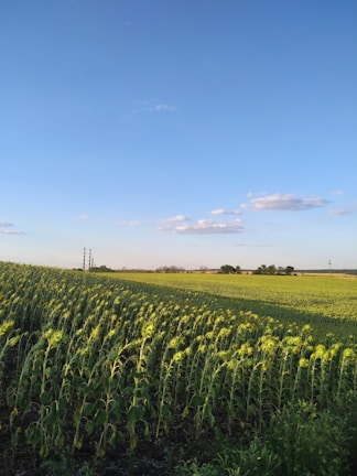 A wide shot of the farm with diverse fruit trees and vegetable beds under a clear blue sky.