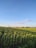 A vibrant field of green crops under a clear blue sky.