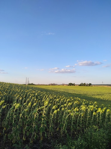 A vibrant field of organic crops under a clear blue sky.