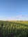 A wide shot of a vibrant farm field under a clear blue sky.