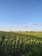 A vibrant field of green crops under a clear blue sky.