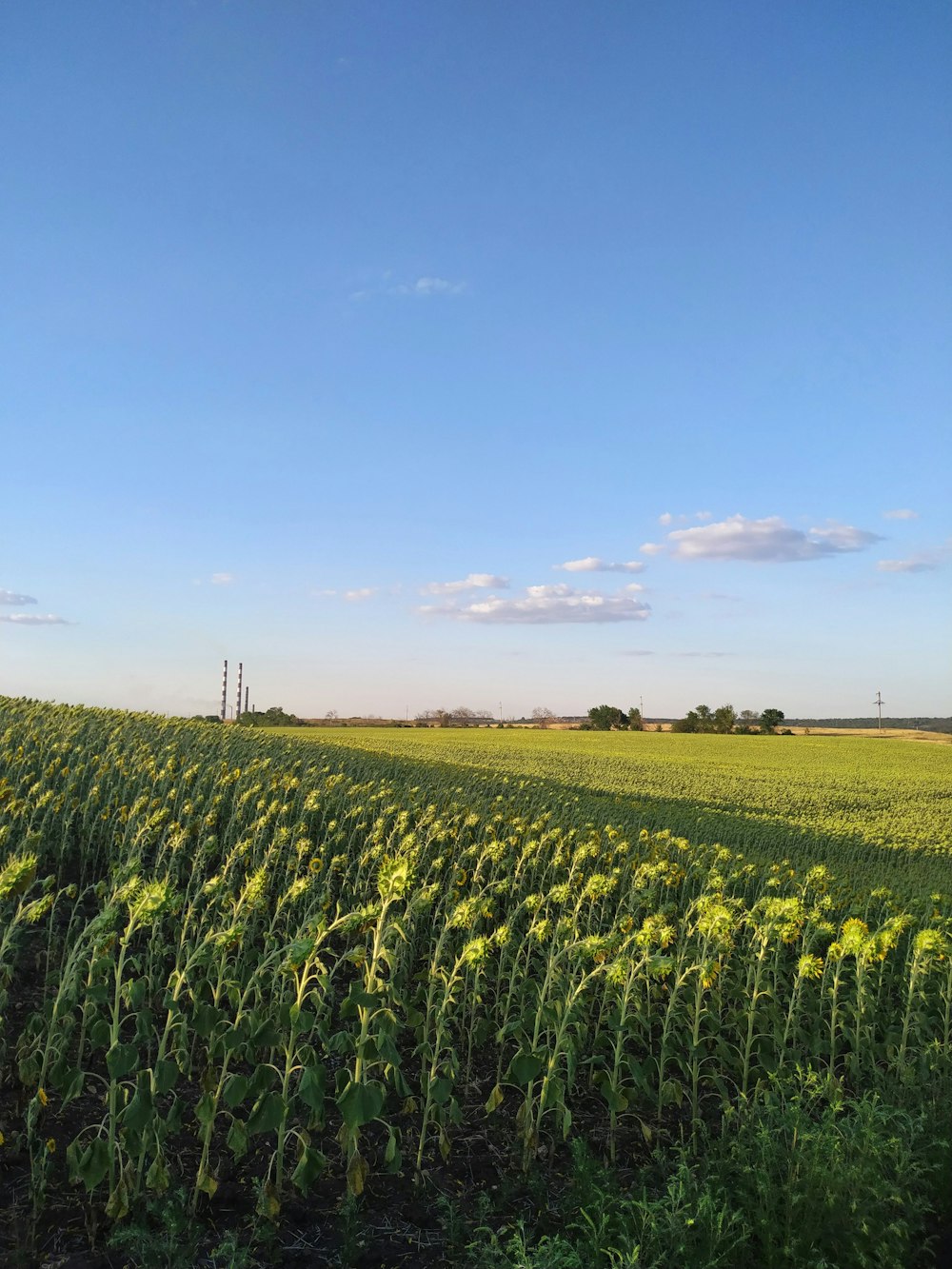 green grass field under blue sky during daytime