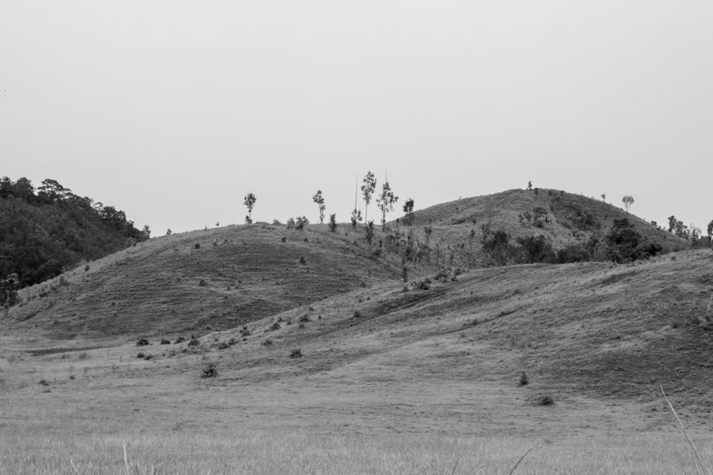 grayscale photo of grass field