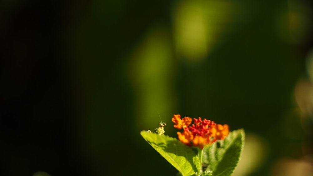 yellow and red flower in tilt shift lens