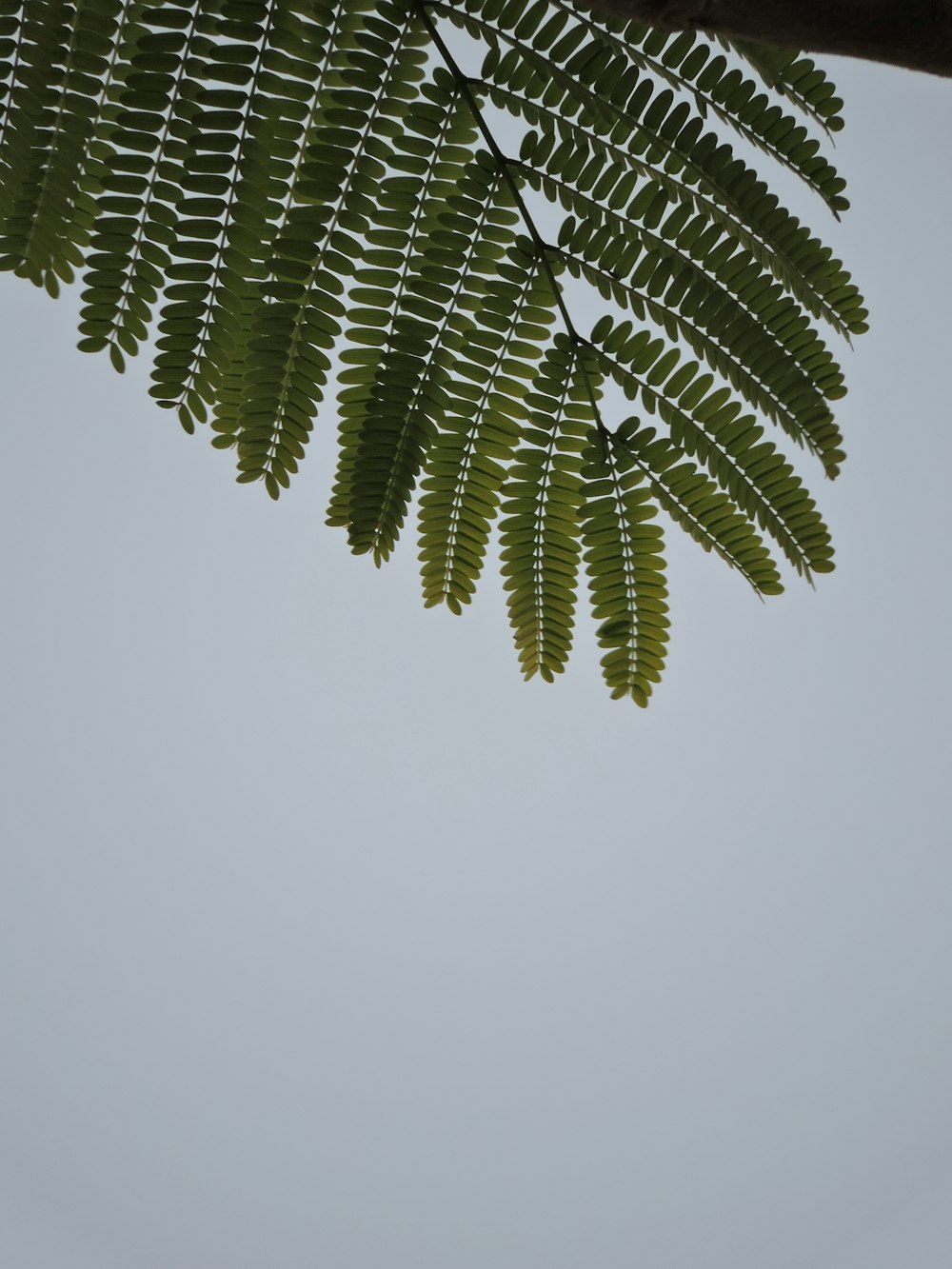 green palm tree under white sky