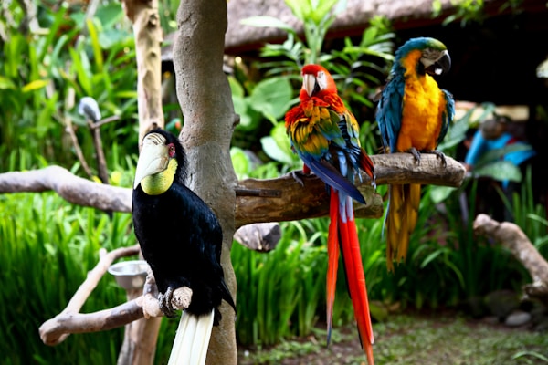 Three vibrant birds perched on tree branches in a lush, green environment. A black and green toucan is on the left, while two colorful parrots, one red and one blue-yellow, sit to the right. The background is filled with tropical foliage, enhancing the exotic and lively atmosphere.