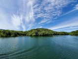 green trees beside body of water under blue sky during daytime