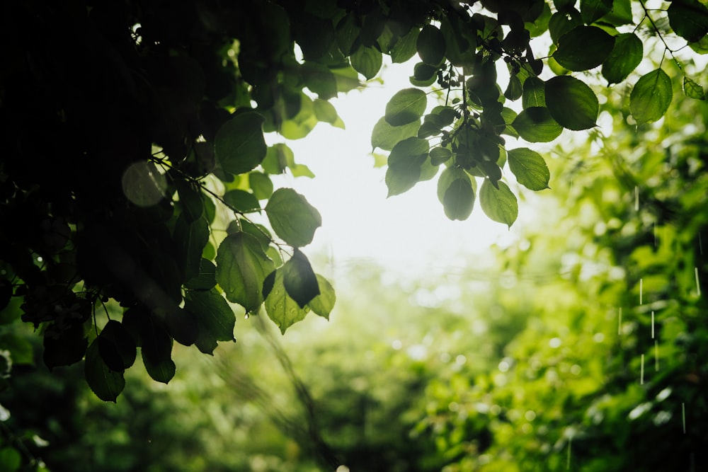 green leaves in tilt shift lens