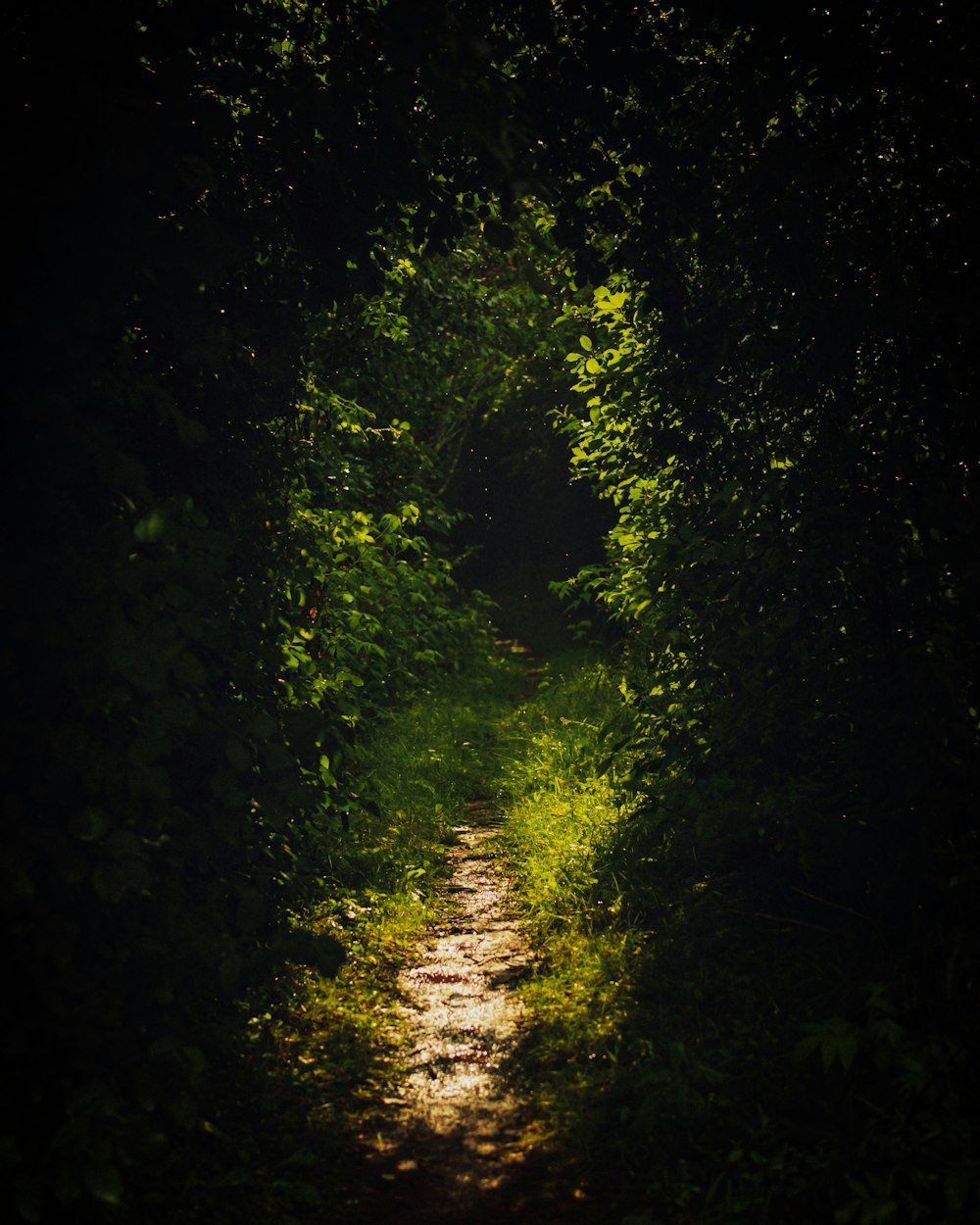 um caminho no meio de uma floresta à noite