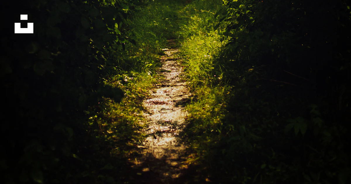 A path in the middle of a forest at night photo – Free Nova scotia ...