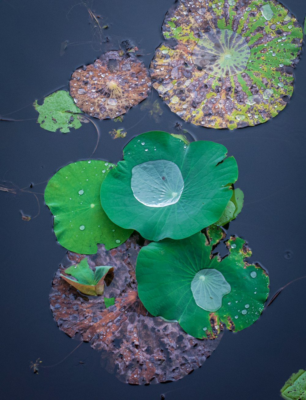grünes Blatt auf Wasser mit violetten und weißen Blüten
