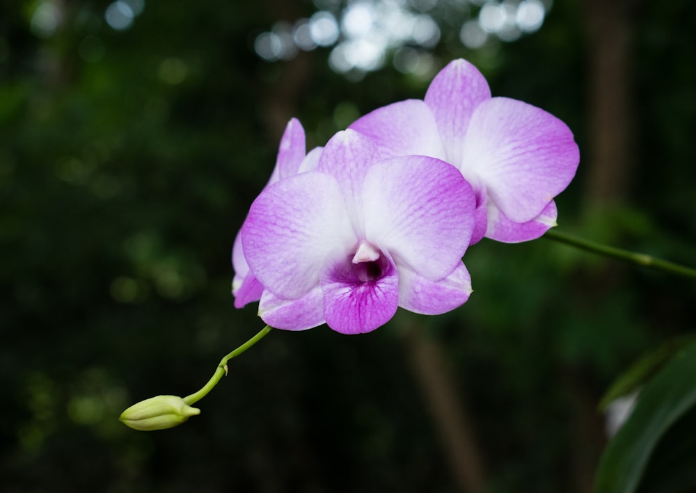 purple and white flower in tilt shift lens