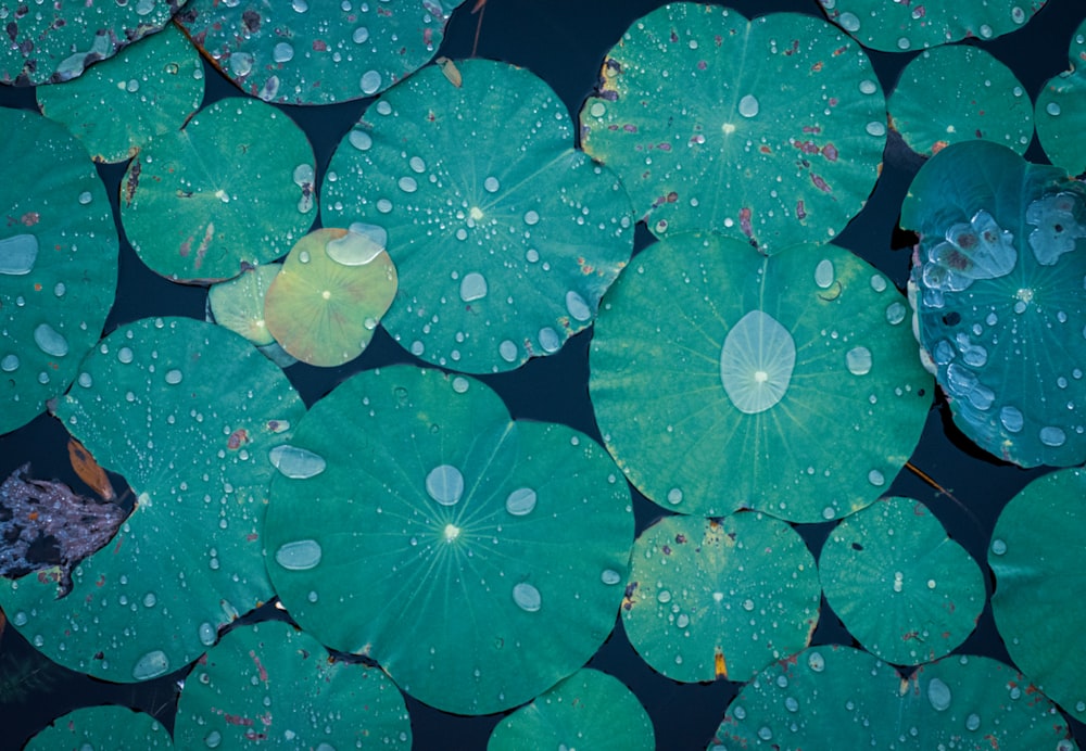 緑の葉についた水滴