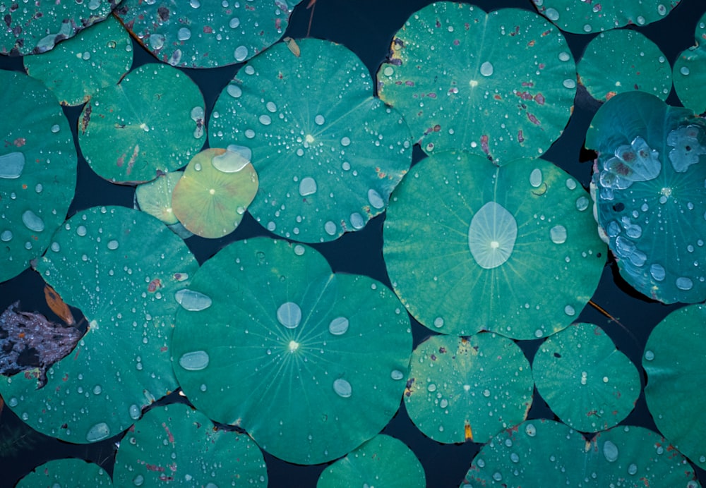 water droplets on green leaves