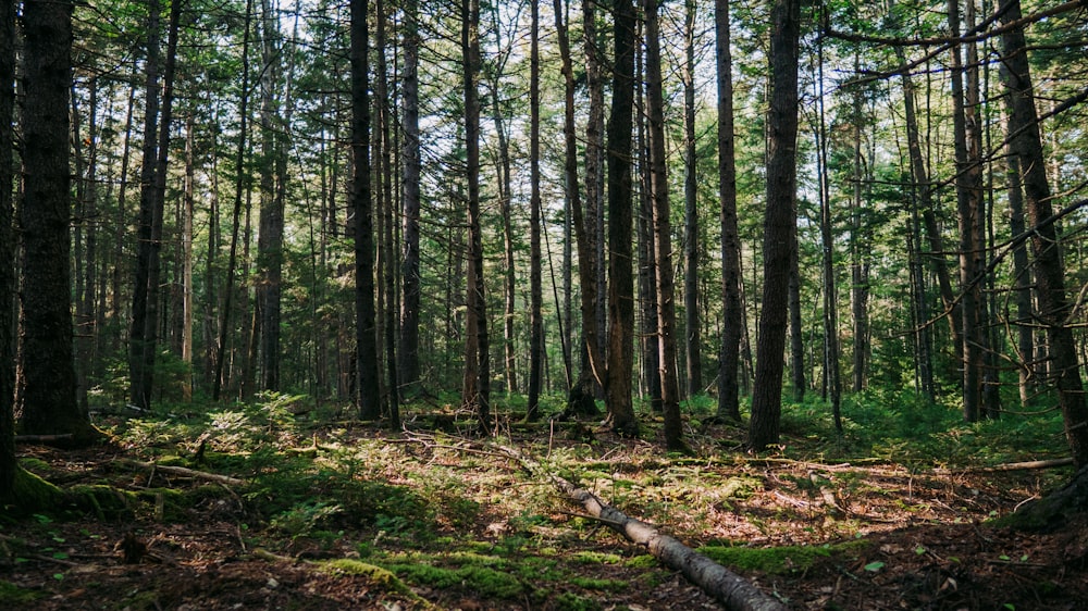 a forest filled with lots of tall trees