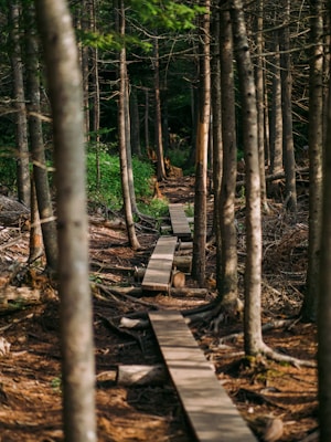 a wooden walkway in the middle of a forest