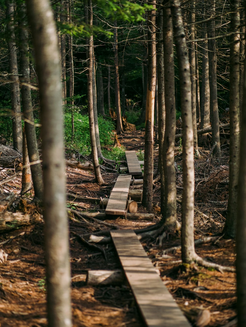 a wooden walkway in the middle of a forest