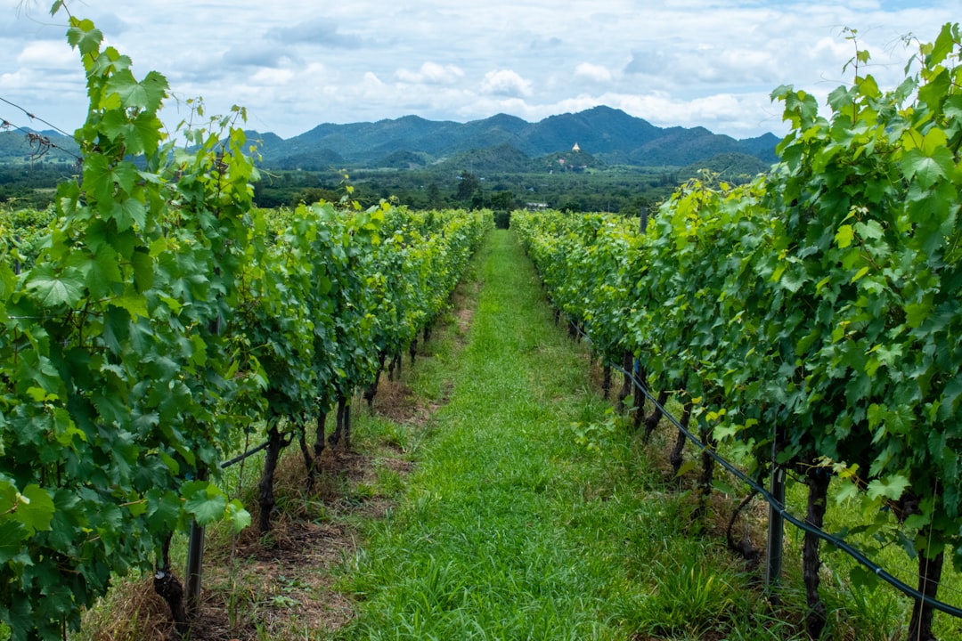 green plants on green grass field during daytime, These vineyards are scattered over several hills outside Hua Hin, Thailand. This area, called the Monsoon Valley, is a major producer of wine in Thailand. Delicious wine.<p></figure>