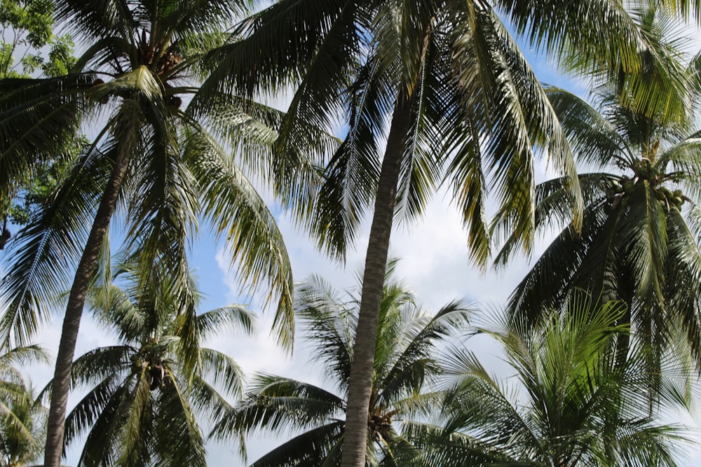 a group of palm trees with a blue sky in the background