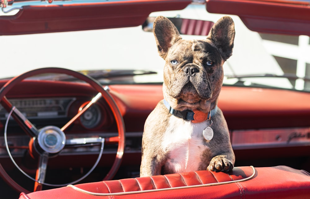 brown and white short coated dog on orange car seat