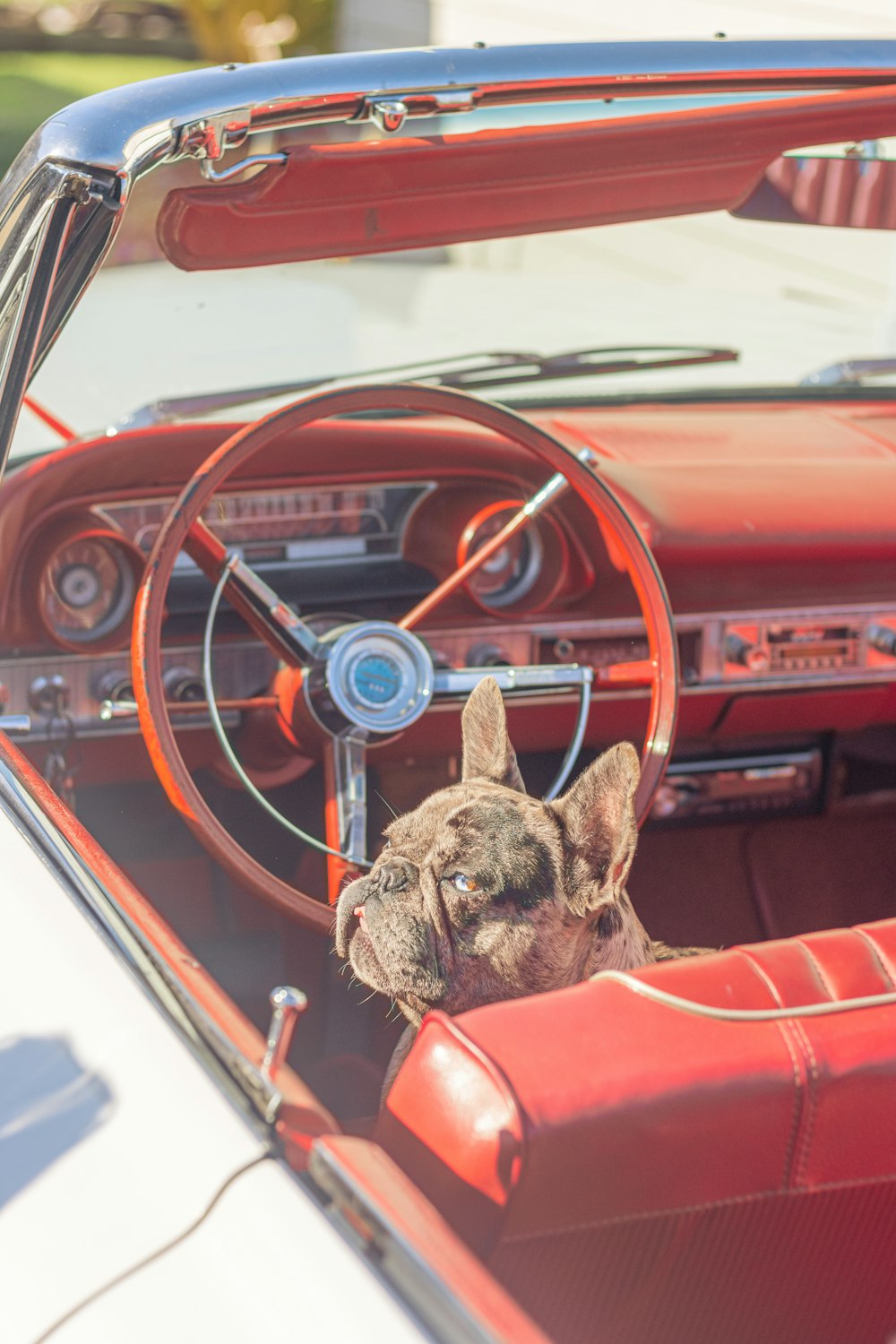 black and brown french bulldog in red car