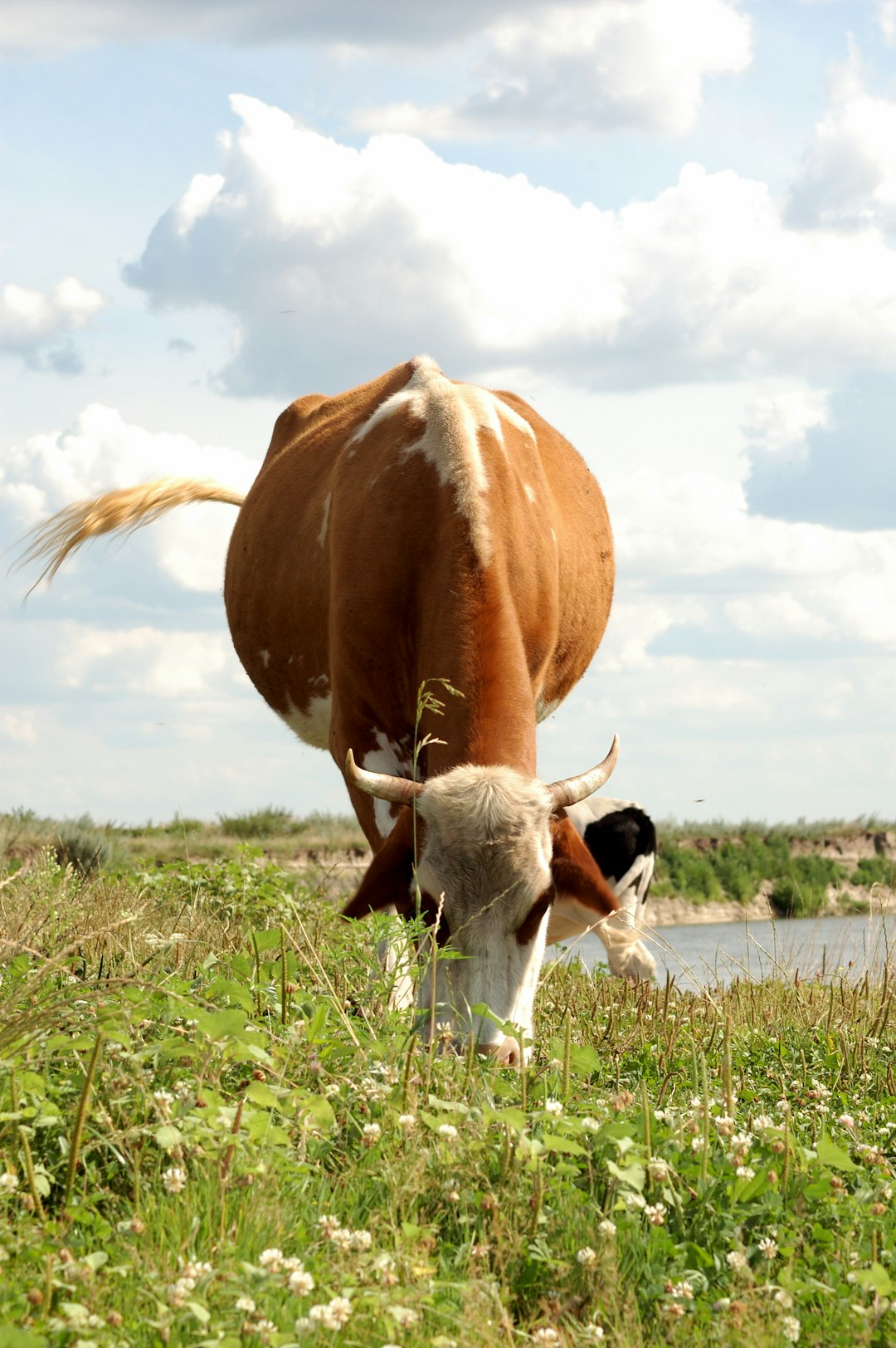 brown and white cow on green grass field during daytime