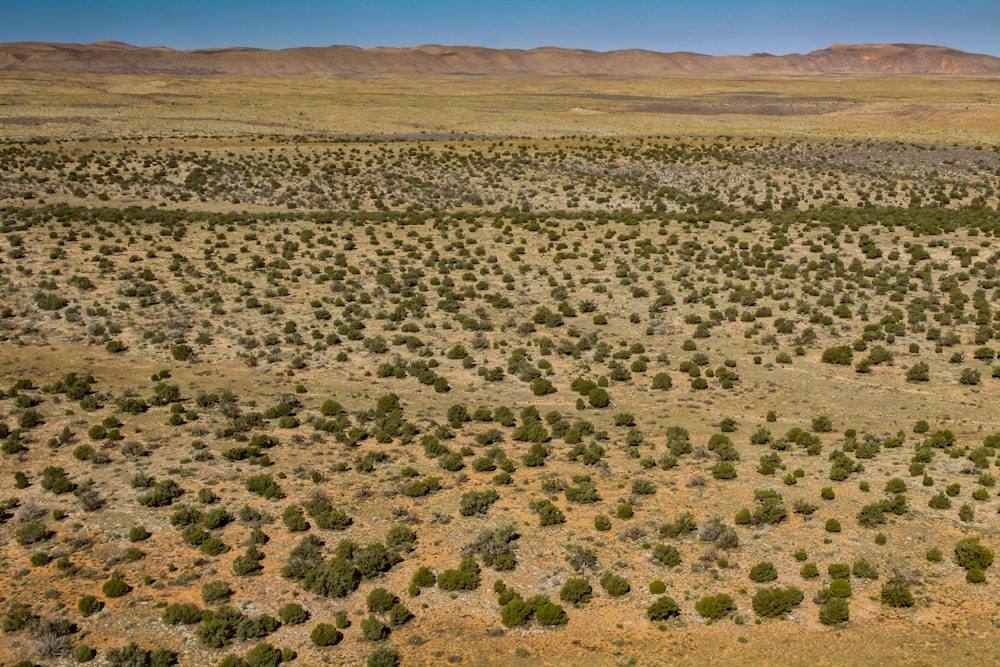 an aerial view of a field of trees in the desert