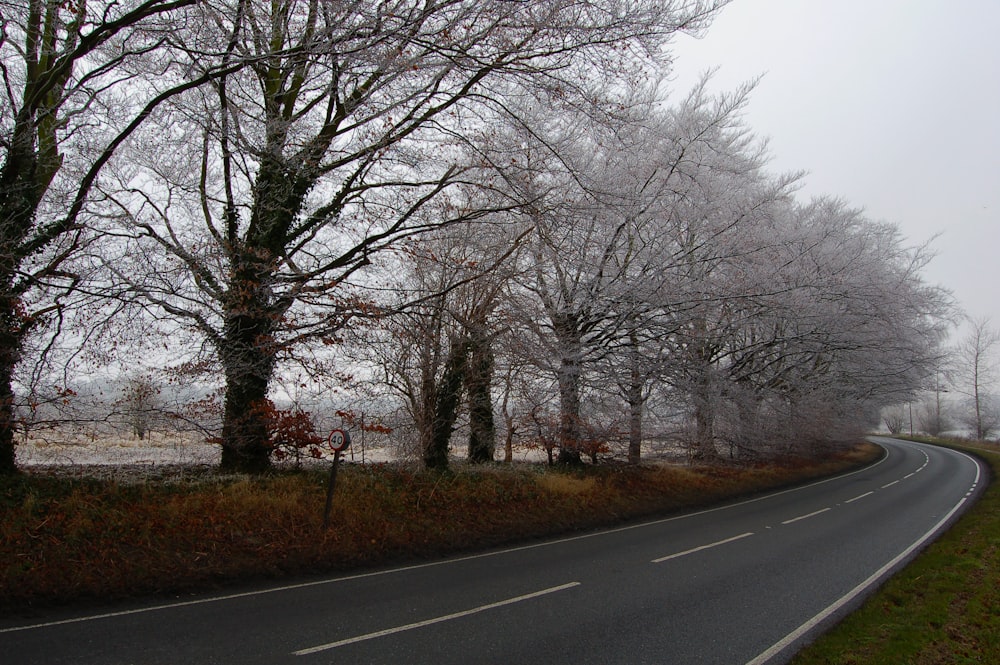 leafless trees beside road during daytime