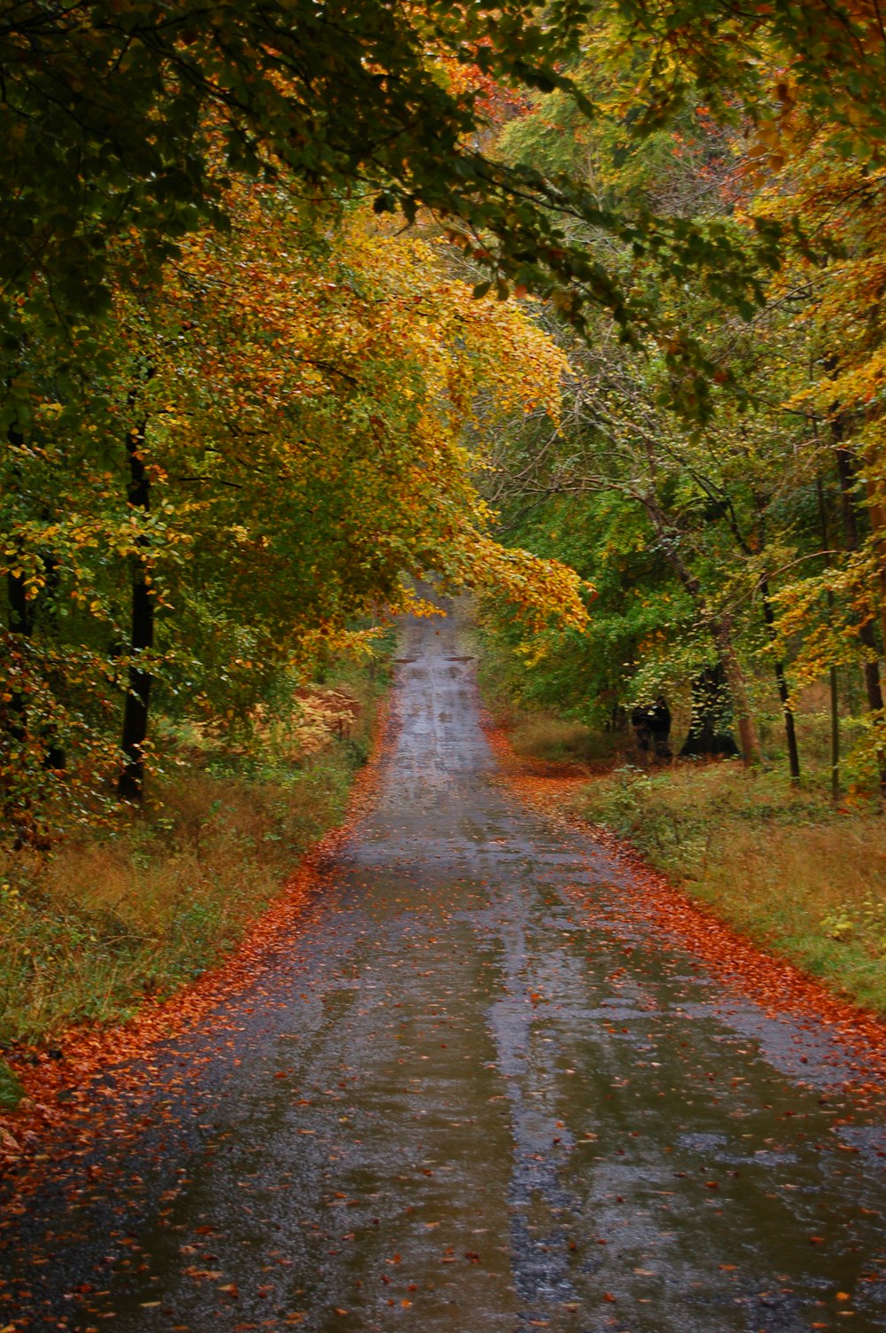 gray pathway between green trees during daytime