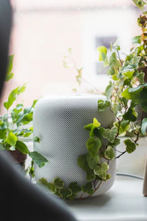 green plant on white pot