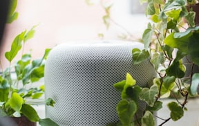 green plant on white pot