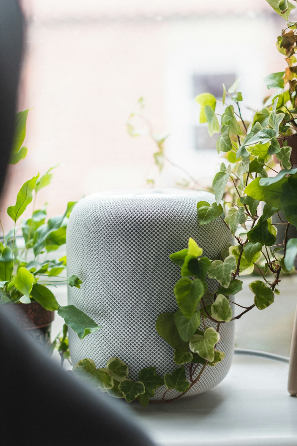 green plant on white pot