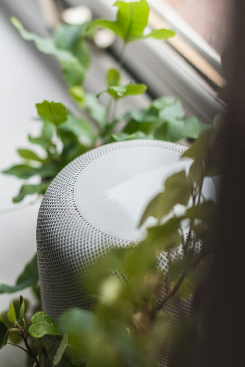 green plant on white round pot