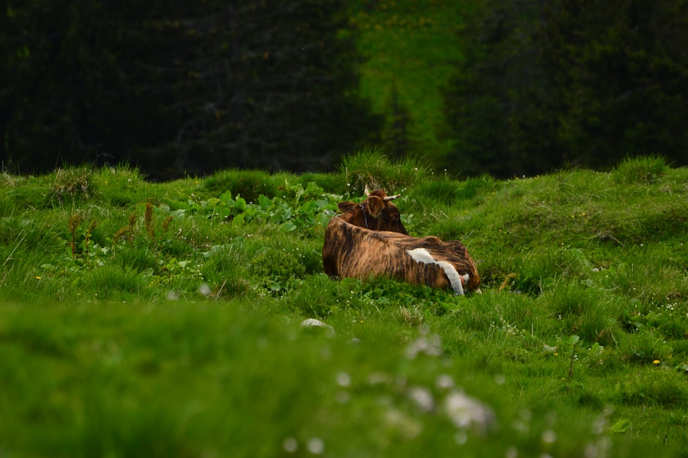 a cow laying down in a grassy field