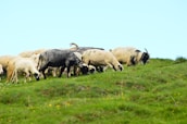 a herd of sheep grazing on a lush green hillside